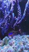 [TodoMarino.com] Piezas de acropora para sanear