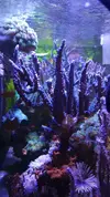 [TodoMarino.com] Piezas de acropora para sanear