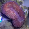 [TodoMarino.com] trachyphyllia ultra