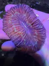 [TodoMarino.com] trachyphyllia ultra