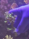 [TodoMarino.com] Anacropora Green goblin