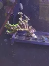 [TodoMarino.com] Anacropora Green goblin