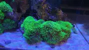 [TodoMarino.com] VENDO ACUARUO COMPLETO 120L montado