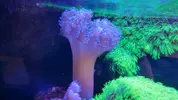 [TodoMarino.com] VENDO ACUARUO COMPLETO 120L montado