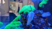 [TodoMarino.com] VENDO ACUARUO COMPLETO 120L montado