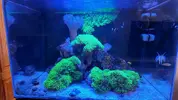 [TodoMarino.com] VENDO ACUARUO COMPLETO 120L montado