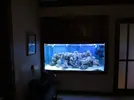 [TodoMarino.com] Mi acuario de 1400 litros con 6 semanas de montado