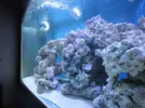 [TodoMarino.com] Mi acuario de 1400 litros con 6 semanas de montado