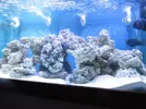 [TodoMarino.com] Mi acuario de 1400 litros con 6 semanas de montado