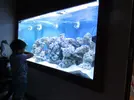 [TodoMarino.com] Mi acuario de 1400 litros con 6 semanas de montado