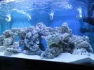 [TodoMarino.com] Mi acuario de 1400 litros con 6 semanas de montado
