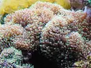 [TodoMarino.com] Rhodactis indonesis