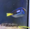 [TodoMarino.com] Paracanturus Hepatus 30€ Madrid