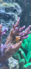 [TodoMarino.com] Cangrejo en Acropora