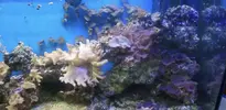 [TodoMarino.com] Desmonto acuario de 450L completo y funcionando