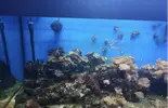[TodoMarino.com] Desmonto acuario de 450L completo y funcionando