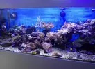 [TodoMarino.com] Desmonto acuario de 450L completo y funcionando