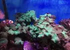 [TodoMarino.com] Desmonto acuario de 450L completo y funcionando