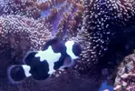 [TodoMarino.com] Amphiprion ocellaris snowflake negro