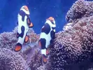 [TodoMarino.com] Amphiprion percula premium picasso pareja reproductora