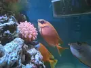 [TodoMarino.com] YA VENDIDO SIGANUS CORALINUS DE 13 CM por 30 euros