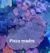 [TodoMarino.com] Esquejes varios sps, lps, blandos - Barcelona centro