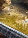 [TodoMarino.com] problema de algas