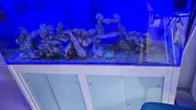[TodoMarino.com] Venta ACUARIO COMPLETO