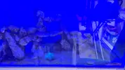 [TodoMarino.com] Venta ACUARIO COMPLETO