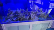 [TodoMarino.com] Venta ACUARIO COMPLETO