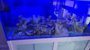 [TodoMarino.com] Venta ACUARIO COMPLETO
