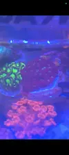 [TodoMarino.com] Se vende pieza de favites stramberry y zoas.