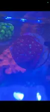 [TodoMarino.com] Se vende pieza de favites stramberry y zoas.