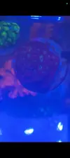 [TodoMarino.com] Se vende pieza de favites stramberry y zoas.