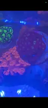[TodoMarino.com] Se vende pieza de favites stramberry y zoas.