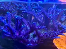 [TodoMarino.com] Colonia Acropora tortuosa Miyagui