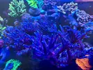 [TodoMarino.com] Colonia Acropora tortuosa Miyagui