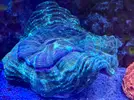 [TodoMarino.com] Acantophyllia XL