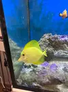 [TodoMarino.com] Vendo zebrasoma flavescens (VENDIDO)