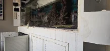[TodoMarino.com] Vendo pack de peces por rotura de acuario (madrid)