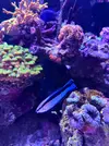 [TodoMarino.com] VENDO PEZ TORMENTOSUS