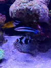 [TodoMarino.com] VENDO PEZ TORMENTOSUS