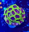 [TodoMarino.com] Favias, chalices, euphyllias