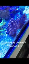 [TodoMarino.com] Esquejes de montiporas