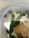 [TodoMarino.com] Ayuda con unos caracoles del mediterraneo