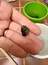 [TodoMarino.com] Ayuda con unos caracoles del mediterraneo