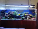 [TodoMarino.com] Regalo esquejes de coral