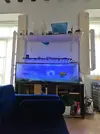[TodoMarino.com] Vendo acuario, pantalla led, skimmer, peristáltica, todo el acuario completo
