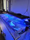[TodoMarino.com] Vendo acuario, pantalla led, skimmer, peristáltica, todo el acuario completo