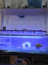 [TodoMarino.com] Vendo acuario, pantalla led, skimmer, peristáltica